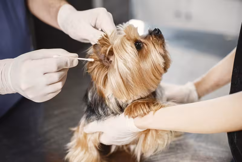 Fascinating Facts About Surbiton: An ear care appointment Ear care for Fascinating Facts About Surbiton - Guide To Surbiton: Private Microsuction Ear Wax Removal In Surbiton KT6